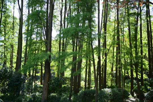 杉樹林