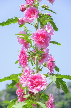蜀葵