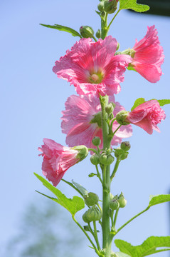 蜀葵