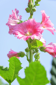 蜀葵