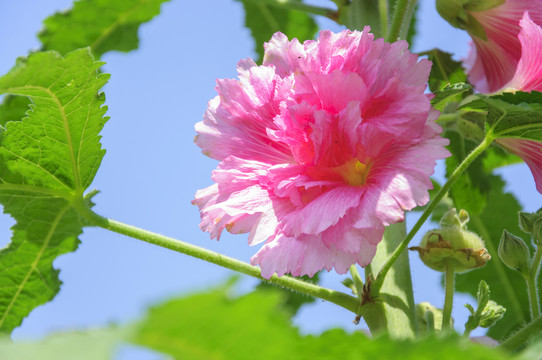 蜀葵