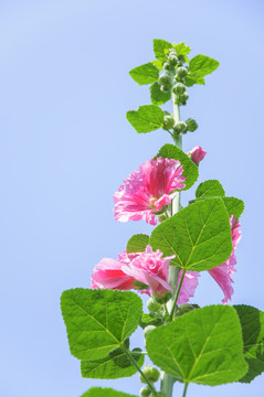 蜀葵