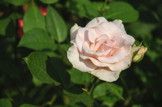 月季花