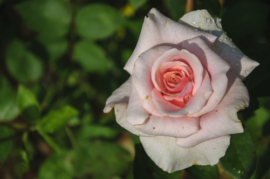 月季花