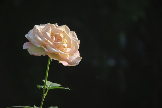 月季花
