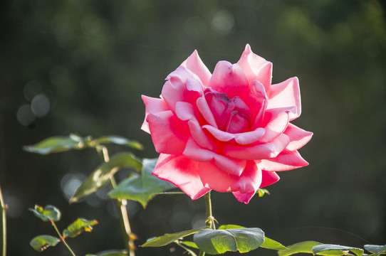 月季花