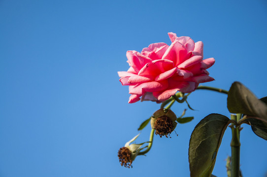 月季花