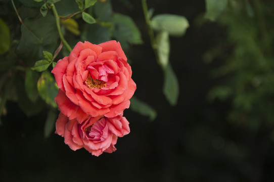 月季花