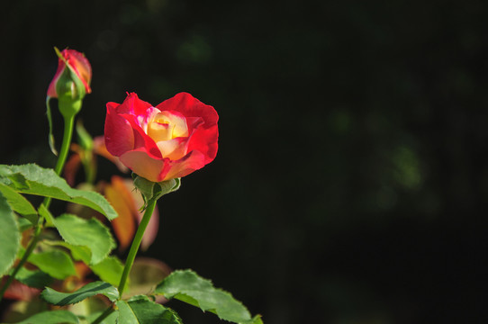 月季花