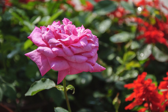 月季花