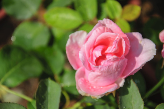 月季花