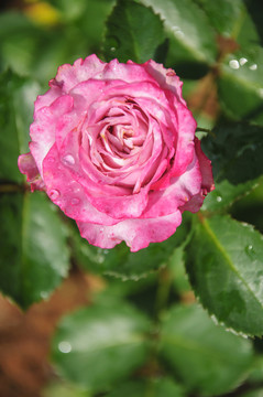 月季花