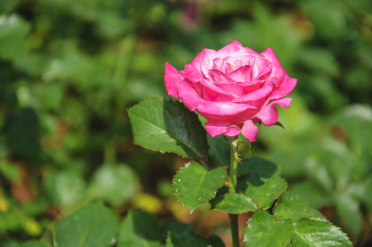 月季花
