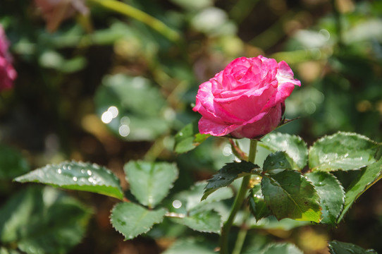 月季花
