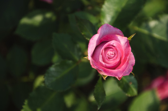 月季花