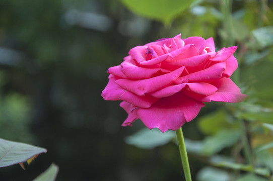 月季花