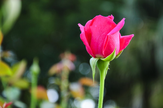 月季花