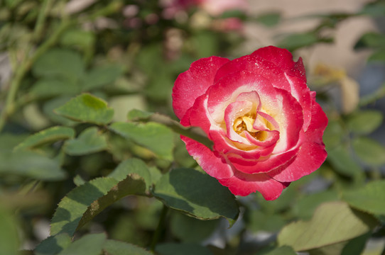 月季花