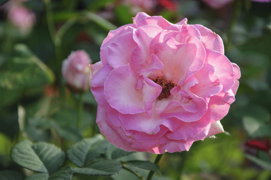 月季花