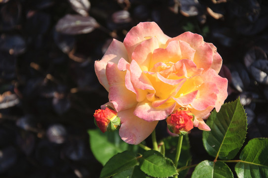 月季花