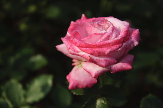 月季花