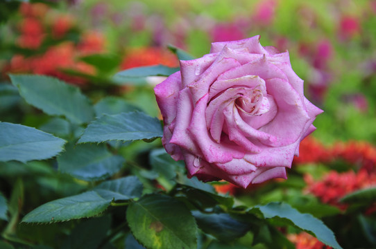 月季花