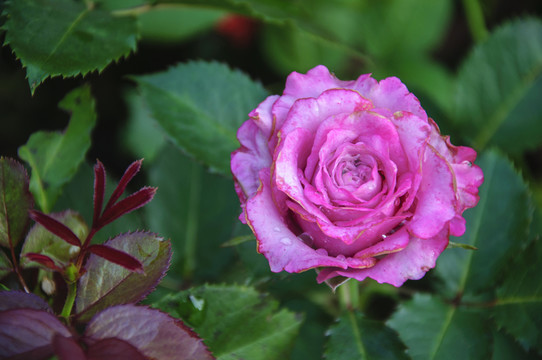 月季花