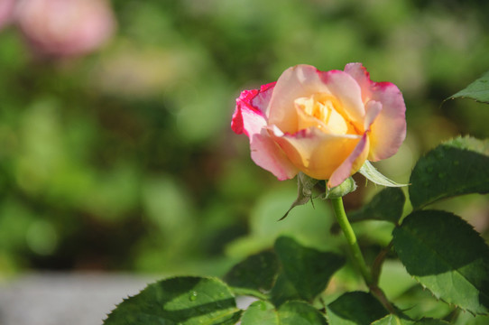 月季花