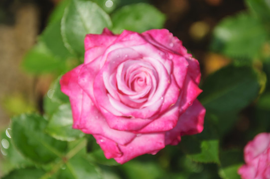 月季花