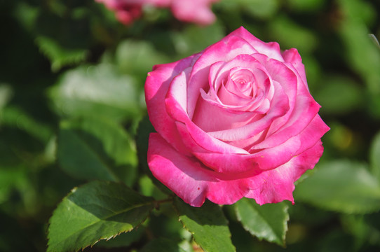 月季花