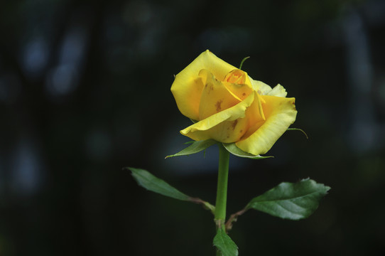 月季花