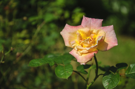 月季花