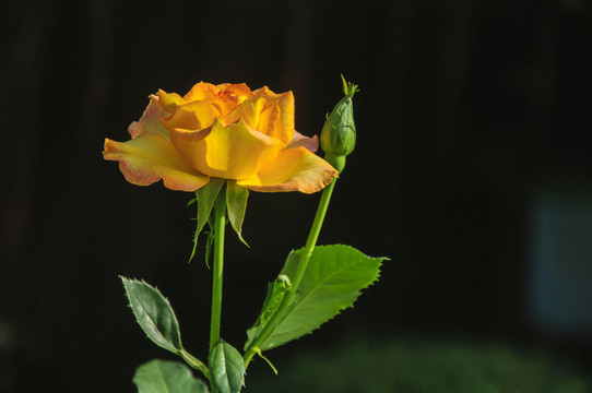 月季花