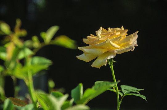 月季花