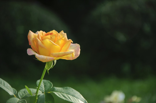 月季花