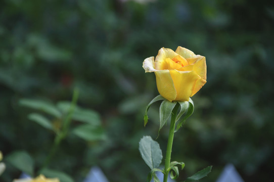 月季花