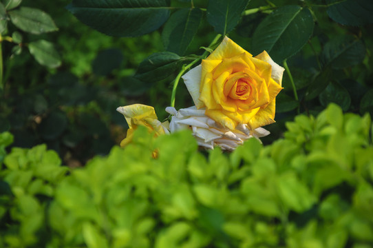 月季花