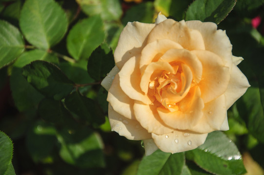 月季花