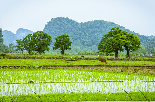 田園風(fēng)光