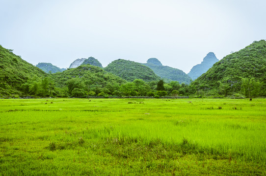 田園風(fēng)光