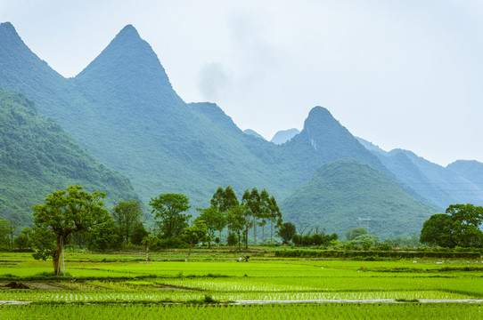 田園風(fēng)光