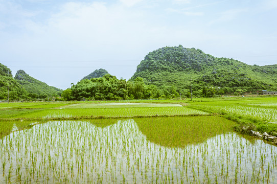 田園春色