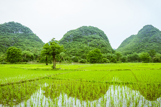 田園春色
