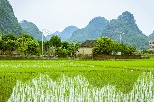 田園春色