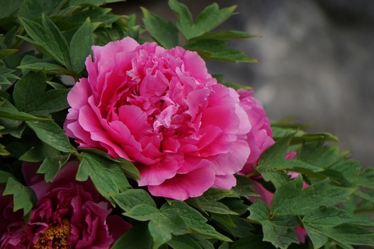 花開富貴