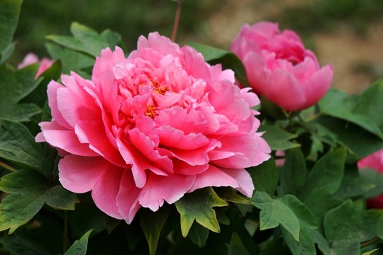 花開富貴