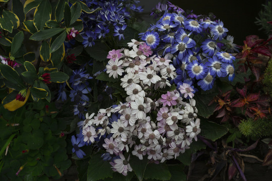 花卉素材