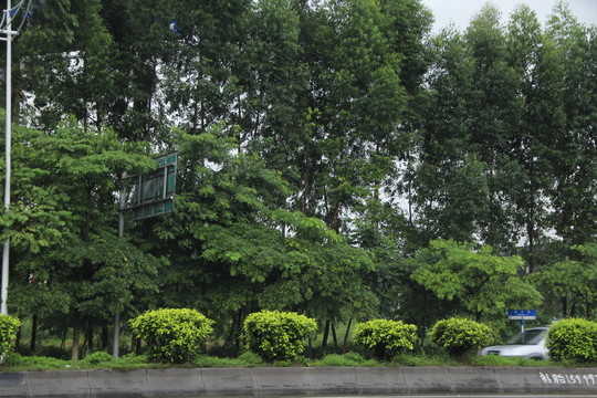 樹林
