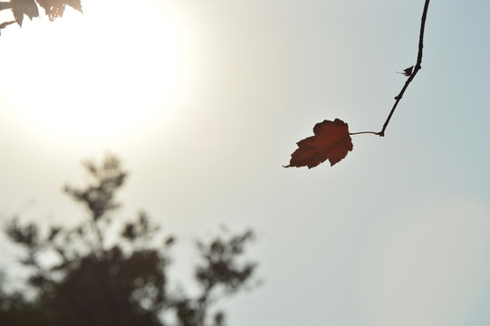 紅楓葉