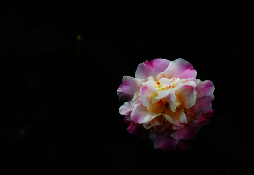 杜鵑花